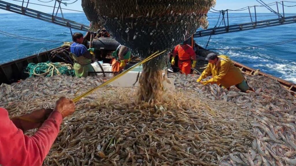 Amazing commercial shrimp fishing on the sea - Lots of shrimp are caught on the boat #04