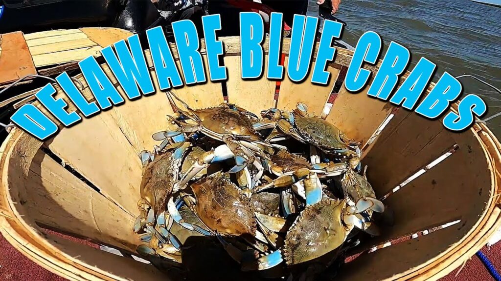 Blue crabs catch and cook