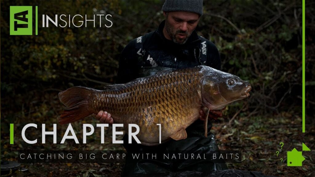 Catching Big Carp with Natural Baits | TA|Insights | Volume Three | Oz Holness | Carp Fishing