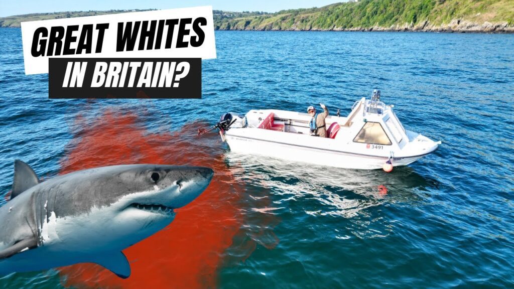 CHUMMING for GREAT WHITE SHARKS in BRITAIN?? 🦈🇬🇧