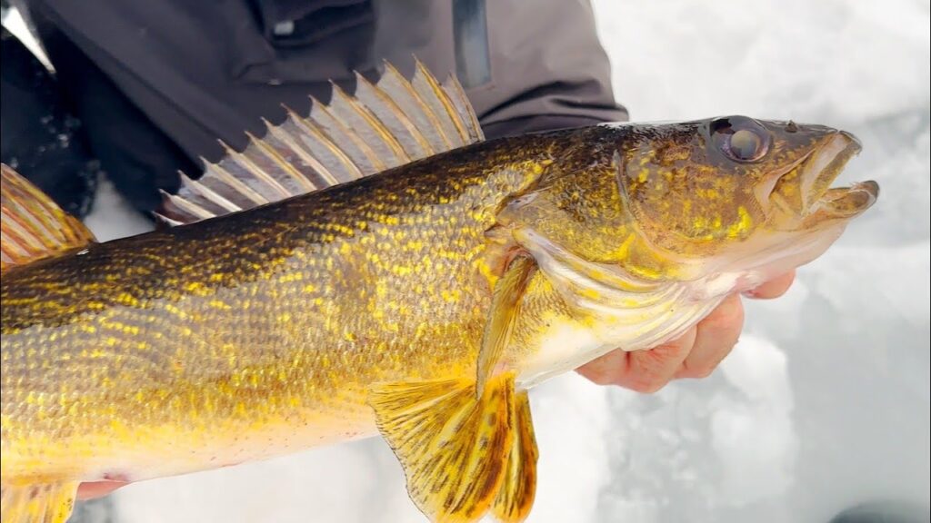 Clear Water Trophy Ice Fishing Northern Wisconsin - 2023