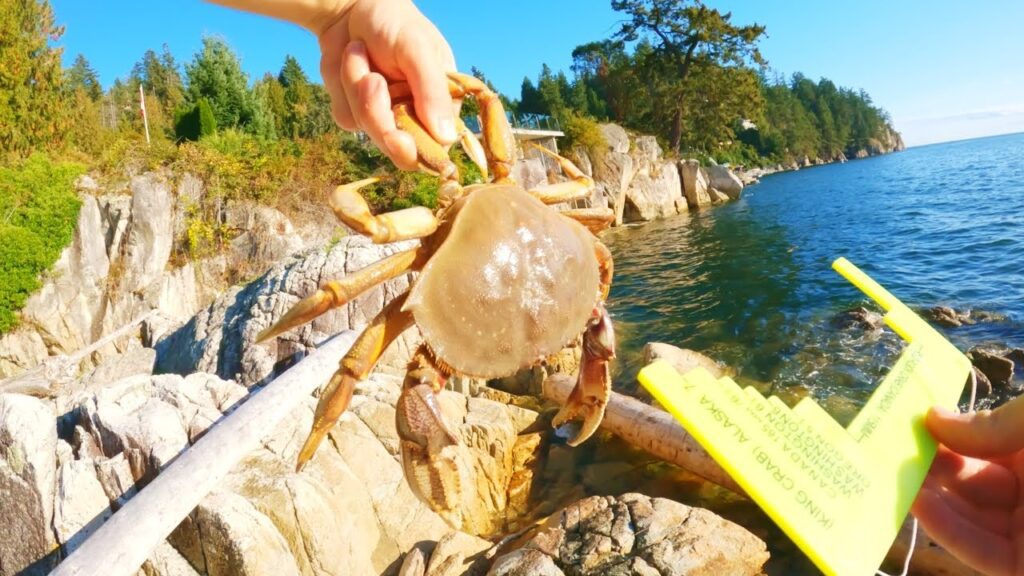 Crabbing From Shore: Catch  Cook Dungeness Crab!