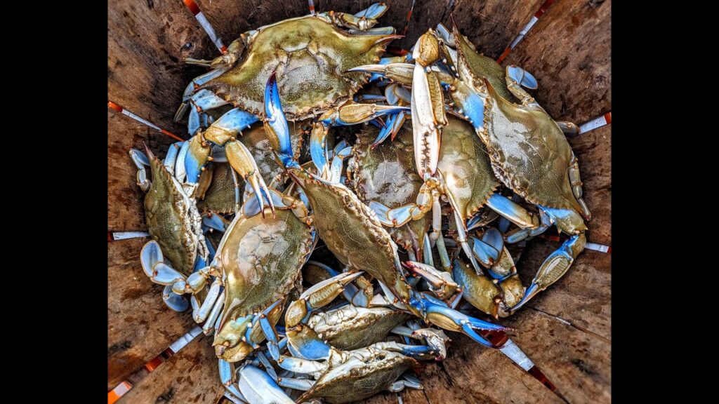 Crabbing with trot line from my boat  Chesapeake Bay Maryland for  blue crabs at sunrise