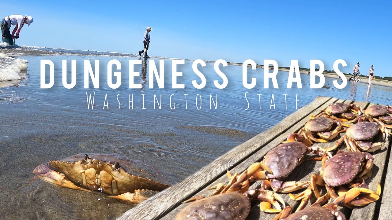 Washington State Crab Season 2024 Map Gabi Pammie