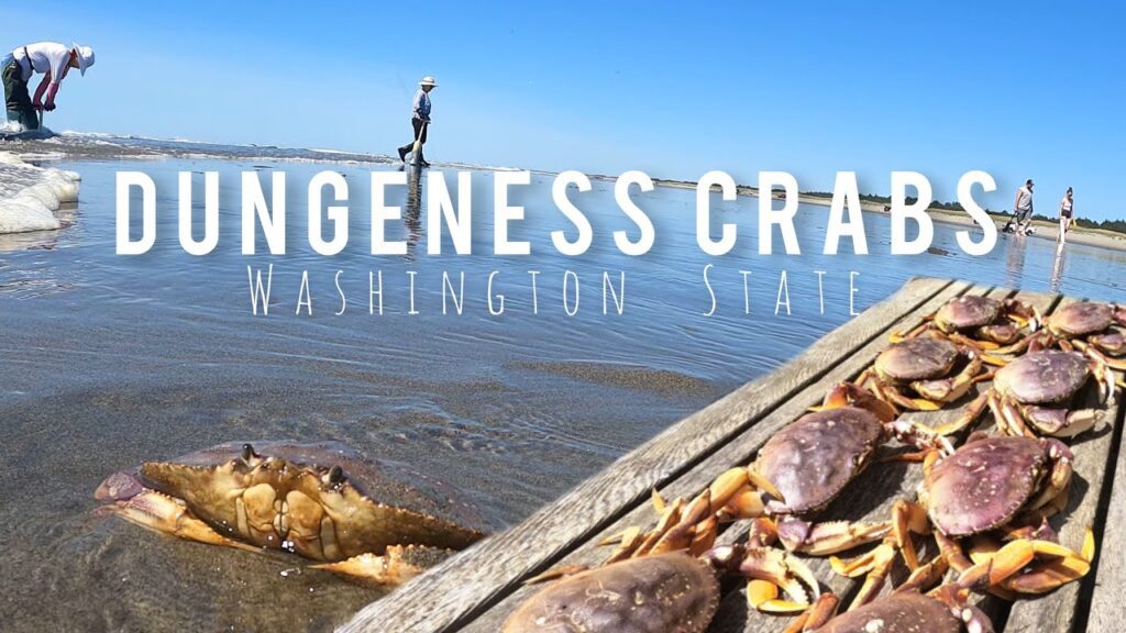 Dungeness Crab, June 2023, Washington State