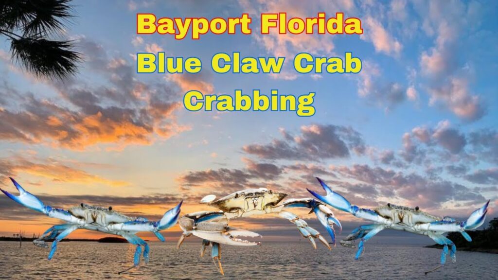 Experience the Thrill of Blue Claw Crabbing in Bayport, Florida #crabbing #florida