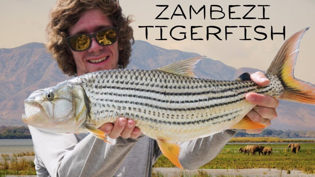 Fly Fishing for Tigerfish in Africa