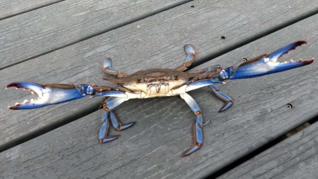Great Day Crabbing From Fishing Pier!!! How to Catch Blue Crabs!!! My Setup!!!