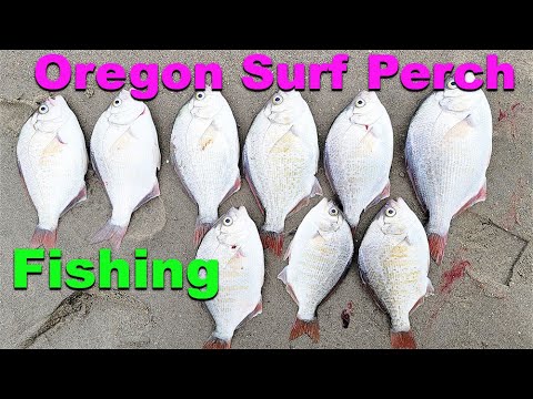 How To Catch Surf Perch - Oregon Surf Perch Fishing
