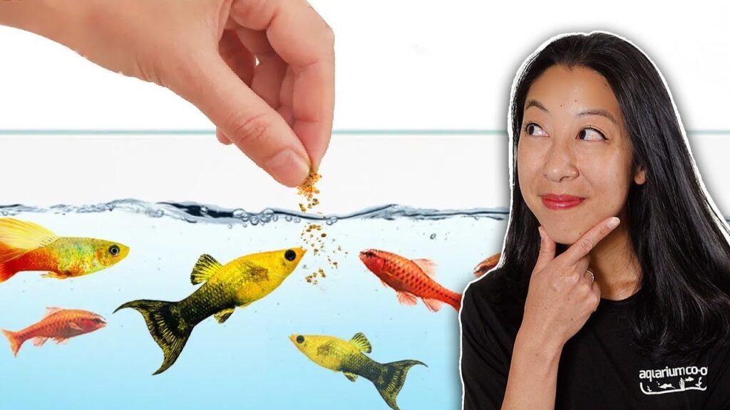 How to Pick the BEST Fish Foods that Aquarium Fish Can’t Resist