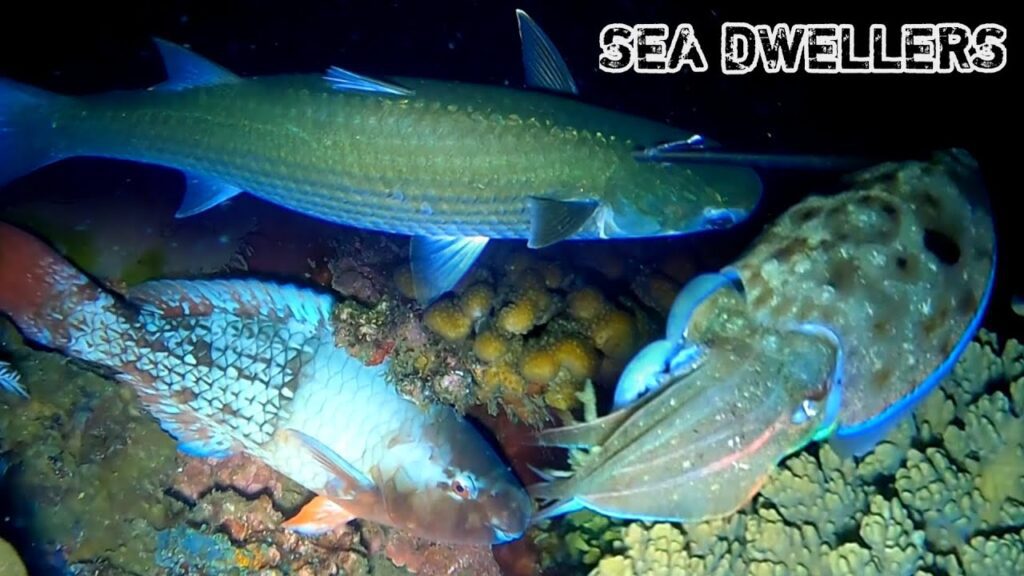 Hunt the Sea Dwellers at Night || Night Spearfishing Indonesia