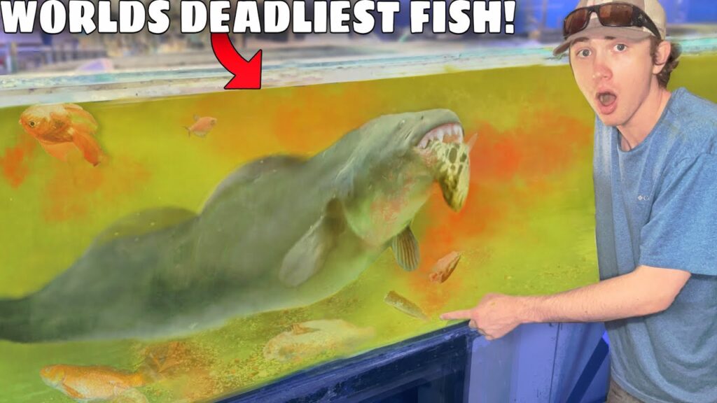 I Bought the World’s DEADLIEST Aquarium Fish!