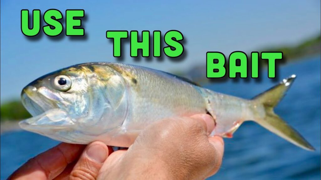 I caught the BEST tasting fish in the Ocean…