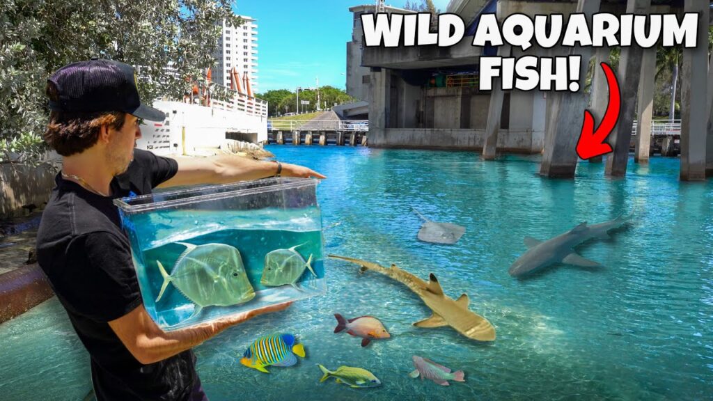 I Found EXPENSIVE Aquarium Fish Living UNDER the Bridge!! *catching moon fish*