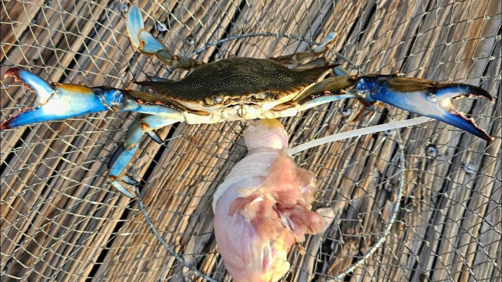 My Good Old Crabbing Spot!!! Catching Blue Crabs Using Chicken!!!