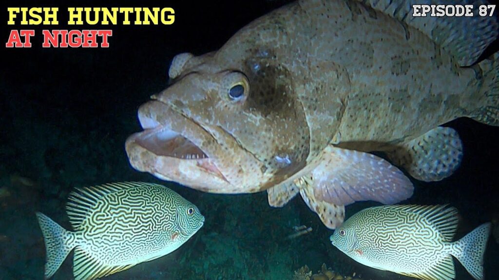 NIGHT SPEARFISHING EPISODE 87 | FISH HUNTING AT NIGHT