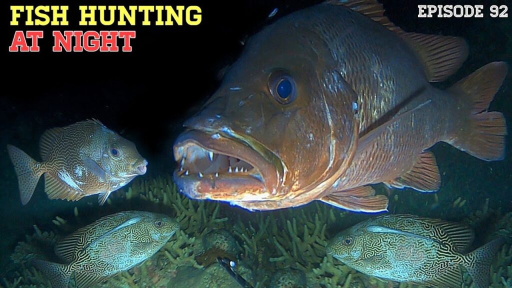 NIGHT SPEARFISHING EPISODE 92 | FISH HUNTING AT NIGHT
