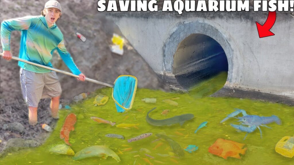 Saving Aquarium Fish LIVING in POLLUTED WATER!