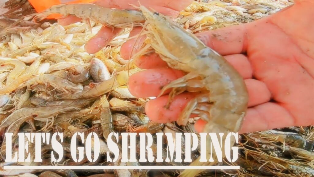 SHRIMPING... HUGE CREW/BIG CATCH = shrimp dinner with family
