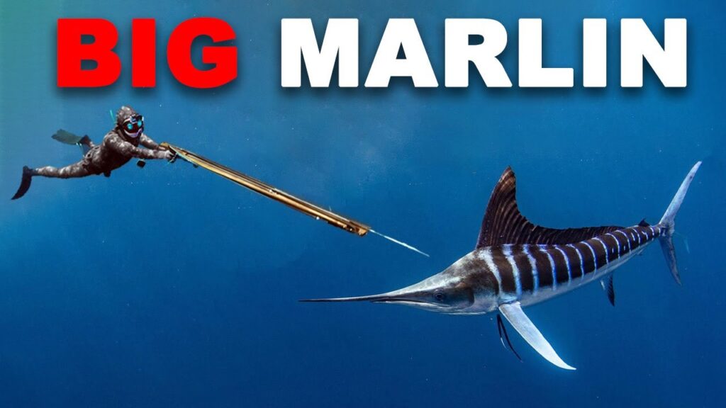 Spearfishing Marlin  Fighting AGGRESSIVE Sharks