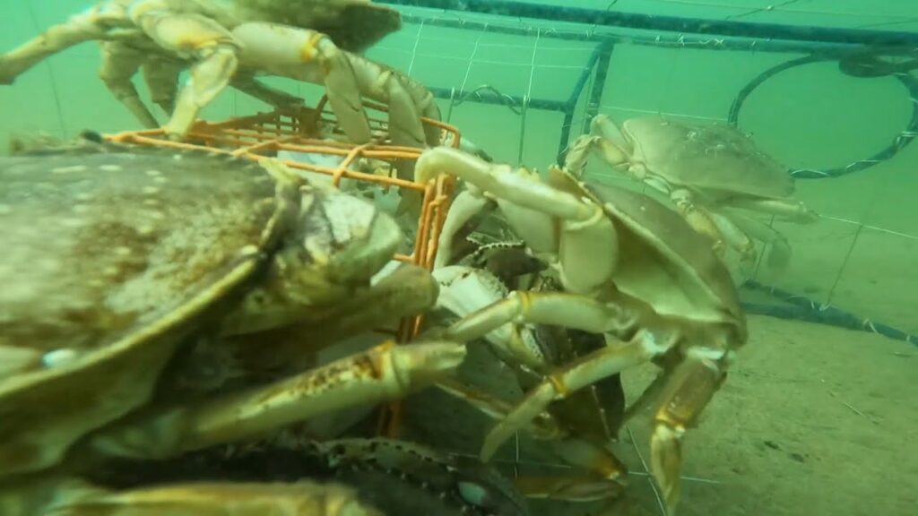 Underwater Crab Trap Feeding Frenzy (GoPro Footage) - Oregon Crabbing On 4th Of July